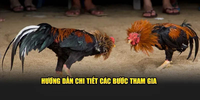 Cách tham gia chi tiết qua từng bước