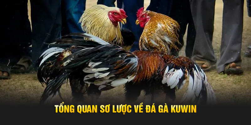 Tổng quan sơ lược về đá gà Kuwin